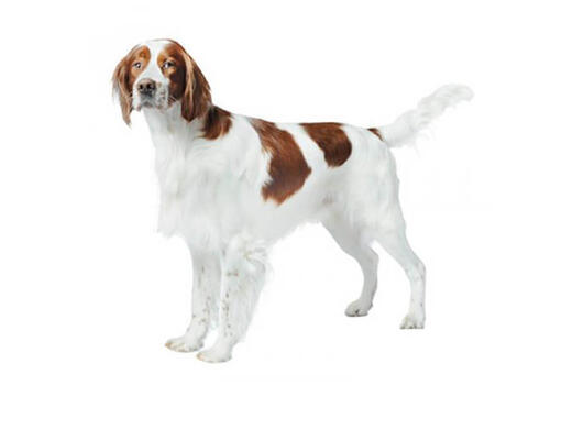 White setter 2025 dog